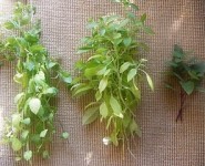 Beginner’s Guide to Drying Herbs